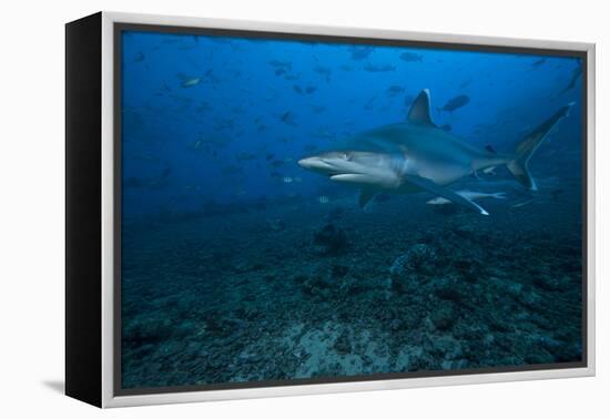 Silvertip Shark at the Bistro Dive Site in Fiji-Stocktrek Images-Framed Premier Image Canvas