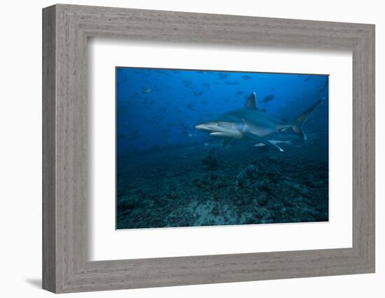 Silvertip Shark at the Bistro Dive Site in Fiji-Stocktrek Images-Framed Photographic Print