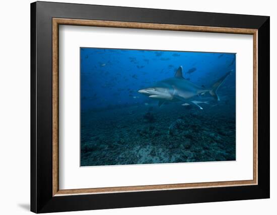 Silvertip Shark at the Bistro Dive Site in Fiji-Stocktrek Images-Framed Photographic Print