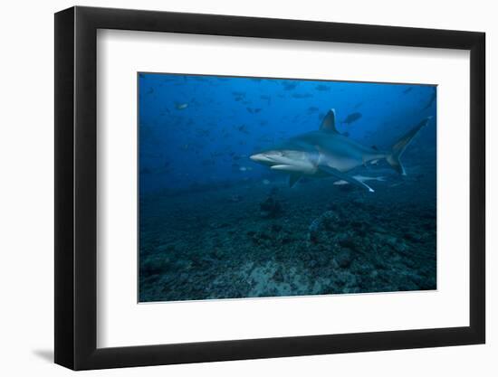 Silvertip Shark at the Bistro Dive Site in Fiji-Stocktrek Images-Framed Photographic Print