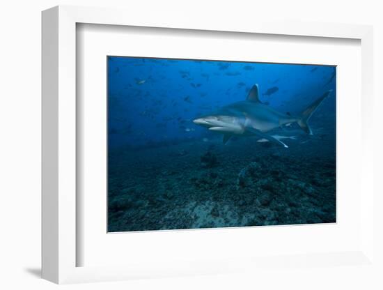 Silvertip Shark at the Bistro Dive Site in Fiji-Stocktrek Images-Framed Photographic Print