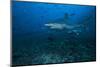 Silvertip Shark at the Bistro Dive Site in Fiji-Stocktrek Images-Mounted Photographic Print