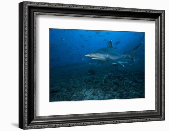 Silvertip Shark at the Bistro Dive Site in Fiji-Stocktrek Images-Framed Photographic Print