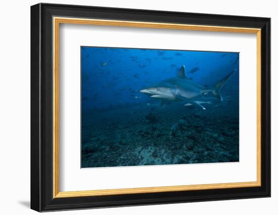 Silvertip Shark at the Bistro Dive Site in Fiji-Stocktrek Images-Framed Photographic Print