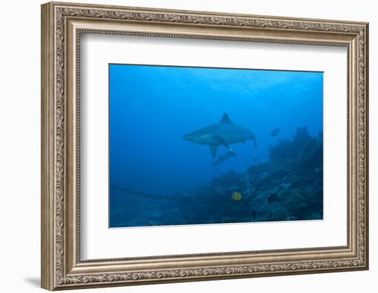 Silvertip Shark at the Bistro Dive Site in Fiji-Stocktrek Images-Framed Photographic Print