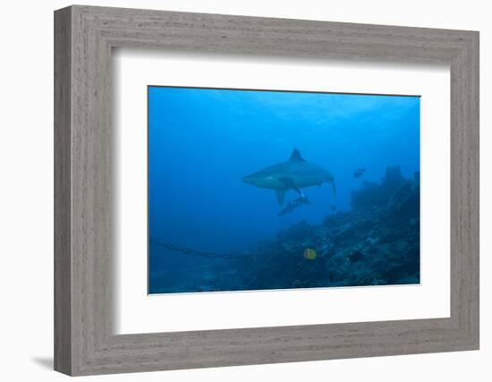 Silvertip Shark at the Bistro Dive Site in Fiji-Stocktrek Images-Framed Photographic Print