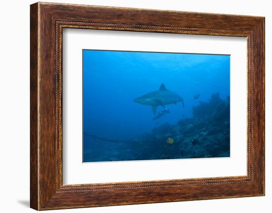 Silvertip Shark at the Bistro Dive Site in Fiji-Stocktrek Images-Framed Photographic Print