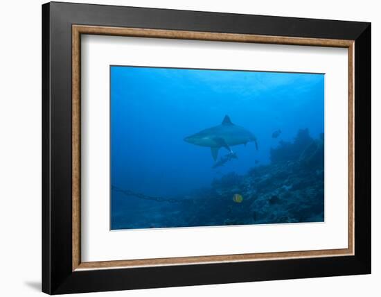 Silvertip Shark at the Bistro Dive Site in Fiji-Stocktrek Images-Framed Photographic Print