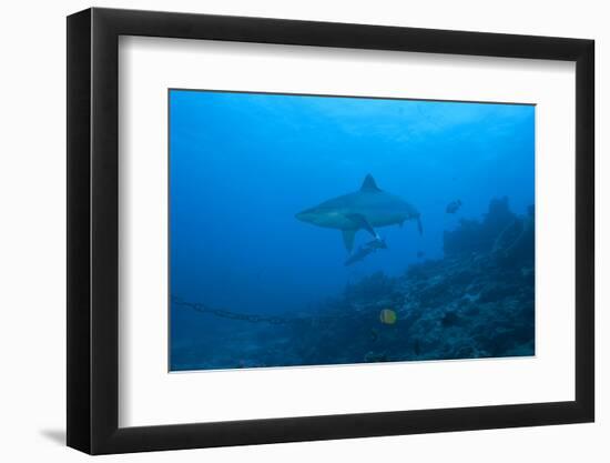 Silvertip Shark at the Bistro Dive Site in Fiji-Stocktrek Images-Framed Photographic Print