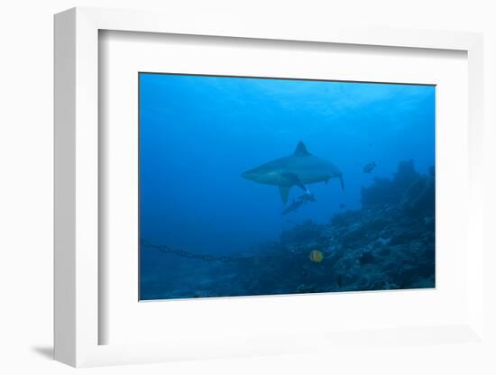 Silvertip Shark at the Bistro Dive Site in Fiji-Stocktrek Images-Framed Photographic Print