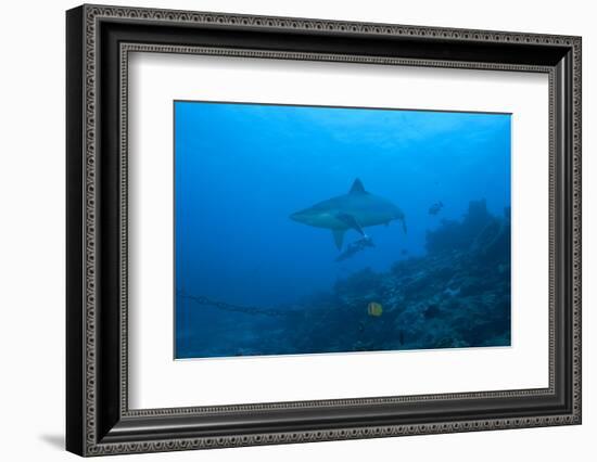 Silvertip Shark at the Bistro Dive Site in Fiji-Stocktrek Images-Framed Photographic Print