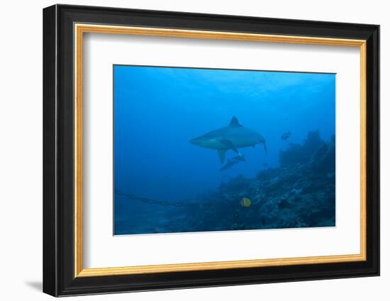 Silvertip Shark at the Bistro Dive Site in Fiji-Stocktrek Images-Framed Photographic Print