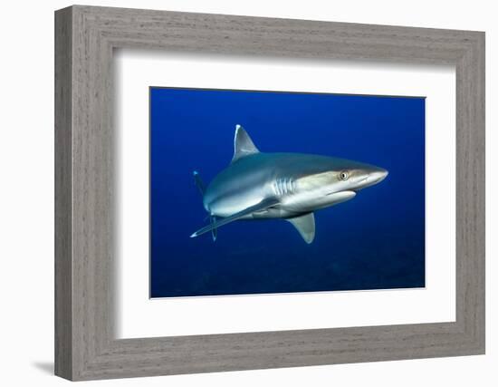 silvertip shark portrait, revillagigedo islands, mexico-alex mustard-Framed Photographic Print