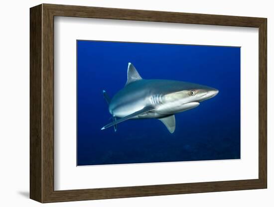 silvertip shark portrait, revillagigedo islands, mexico-alex mustard-Framed Photographic Print