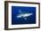 silvertip shark portrait, revillagigedo islands, mexico-alex mustard-Framed Photographic Print