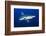 silvertip shark portrait, revillagigedo islands, mexico-alex mustard-Framed Photographic Print