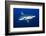 silvertip shark portrait, revillagigedo islands, mexico-alex mustard-Framed Photographic Print