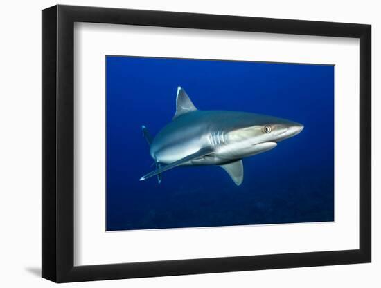 silvertip shark portrait, revillagigedo islands, mexico-alex mustard-Framed Photographic Print