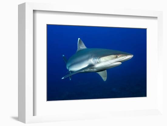 silvertip shark portrait, revillagigedo islands, mexico-alex mustard-Framed Photographic Print