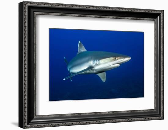 silvertip shark portrait, revillagigedo islands, mexico-alex mustard-Framed Photographic Print