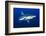 silvertip shark portrait, revillagigedo islands, mexico-alex mustard-Framed Photographic Print