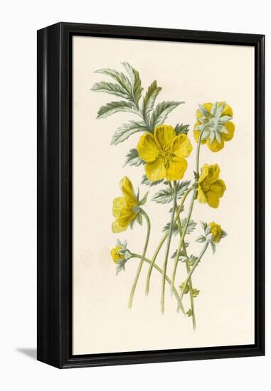 Silverweed-F. Edward Hulme-Framed Premier Image Canvas