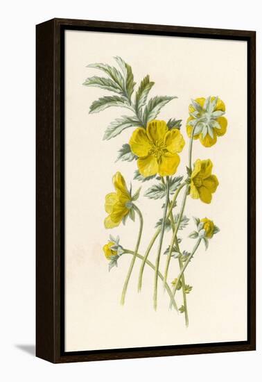 Silverweed-F. Edward Hulme-Framed Premier Image Canvas