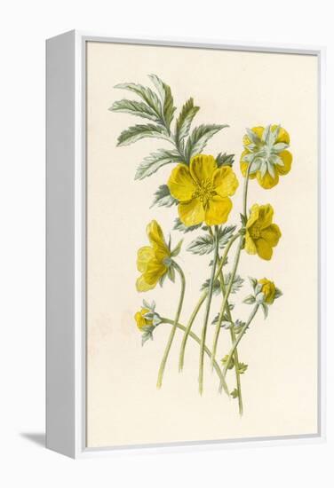 Silverweed-F. Edward Hulme-Framed Premier Image Canvas