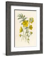 Silverweed-F. Edward Hulme-Framed Photographic Print