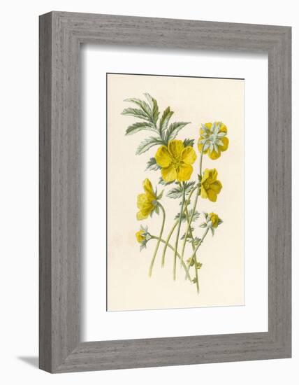 Silverweed-F. Edward Hulme-Framed Photographic Print