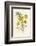 Silverweed-F. Edward Hulme-Framed Photographic Print