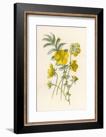 Silverweed-F. Edward Hulme-Framed Photographic Print