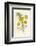 Silverweed-F. Edward Hulme-Framed Photographic Print