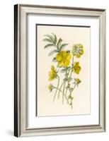 Silverweed-F. Edward Hulme-Framed Photographic Print