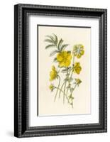 Silverweed-F. Edward Hulme-Framed Photographic Print