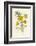 Silverweed-F. Edward Hulme-Framed Photographic Print