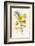 Silverweed-F. Edward Hulme-Framed Photographic Print