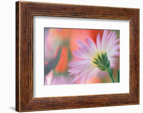 Silvery Aster-Karin Connolly-Framed Premium Giclee Print