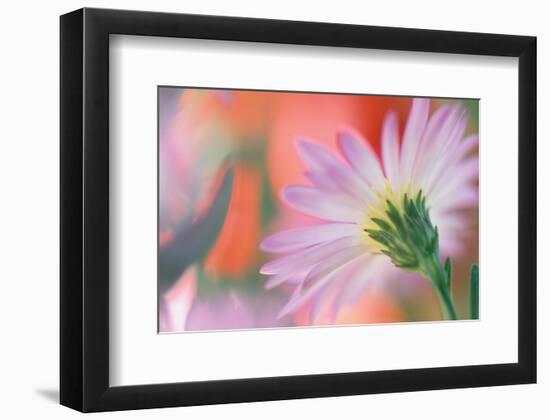 Silvery Aster-Karin Connolly-Framed Premium Giclee Print