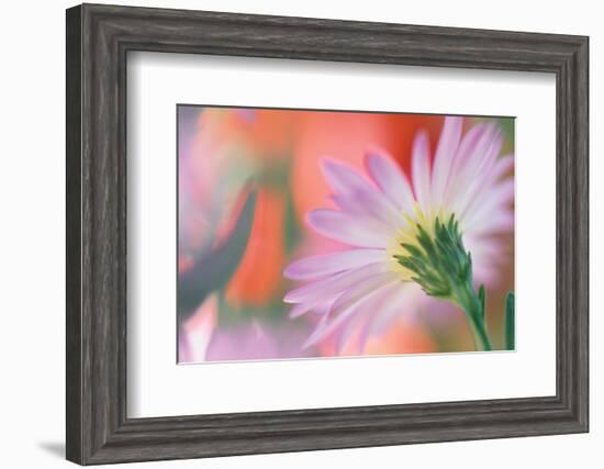 Silvery Aster-Karin Connolly-Framed Art Print