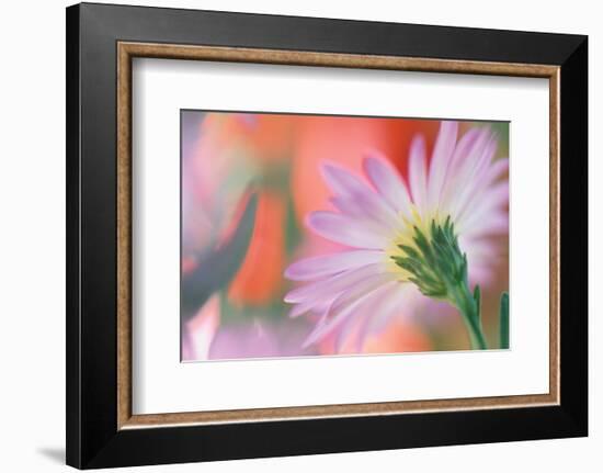 Silvery Aster-Karin Connolly-Framed Art Print