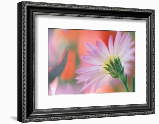 Silvery Aster-Karin Connolly-Framed Art Print