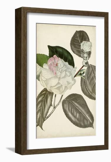 Silvery Botanicals III-Vision Studio-Framed Art Print