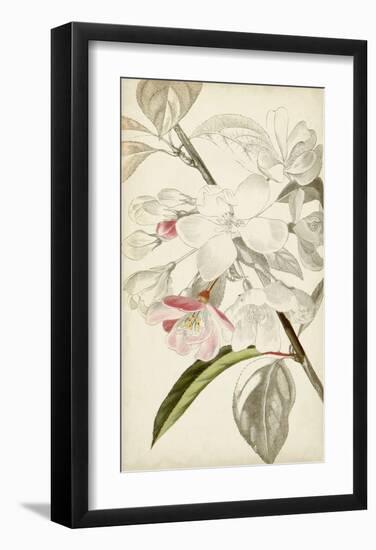 Silvery Botanicals VIII-Vision Studio-Framed Art Print