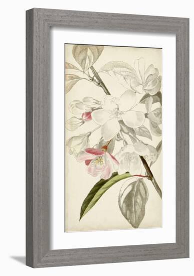 Silvery Botanicals VIII-Vision Studio-Framed Art Print