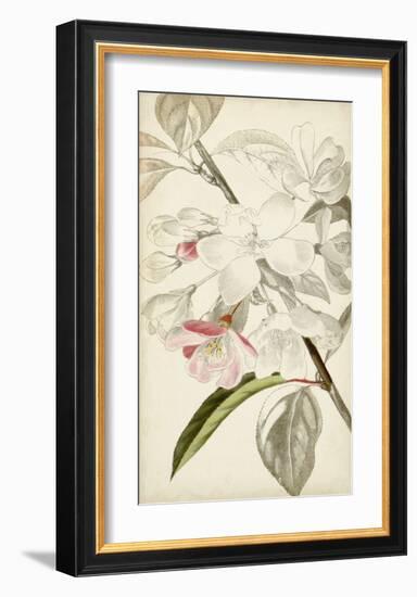 Silvery Botanicals VIII-Vision Studio-Framed Art Print