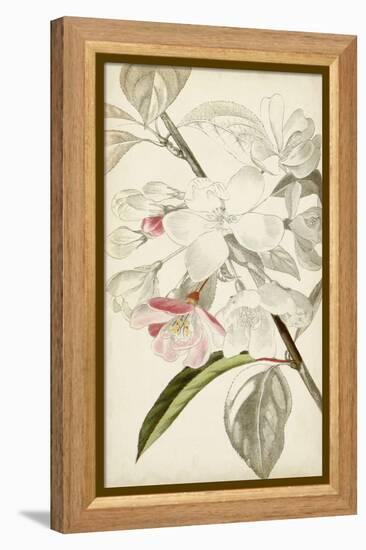 Silvery Botanicals VIII-Vision Studio-Framed Stretched Canvas