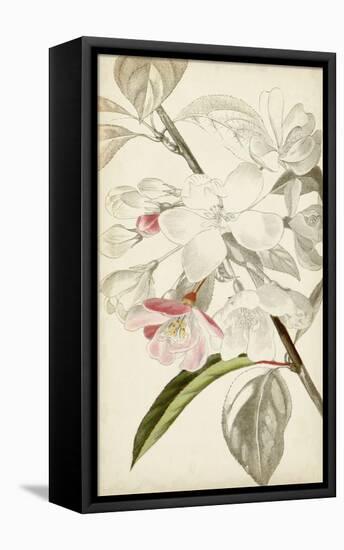 Silvery Botanicals VIII-Vision Studio-Framed Stretched Canvas