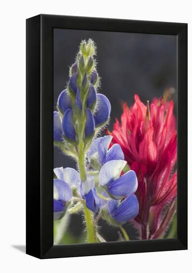 Silvery Lupine, Lavender Paintbrush-Ken Archer-Framed Premier Image Canvas