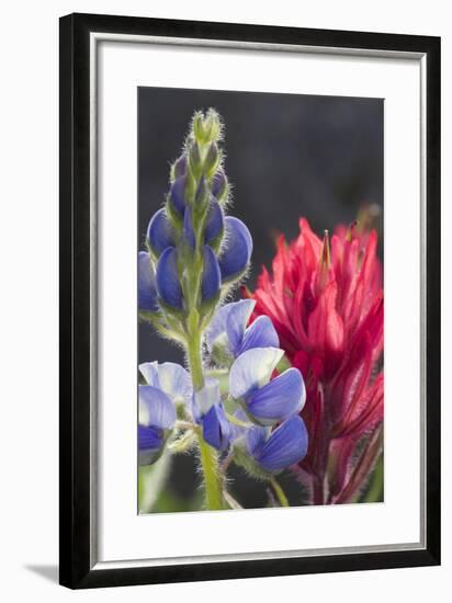 Silvery Lupine, Lavender Paintbrush-Ken Archer-Framed Photographic Print